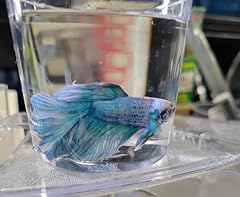 Male betta live for sale  Delivered anywhere in USA 