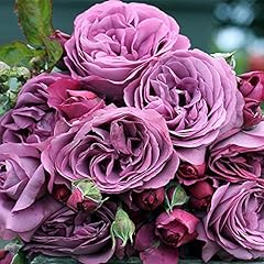 Heirloom roses purple for sale  Delivered anywhere in USA 