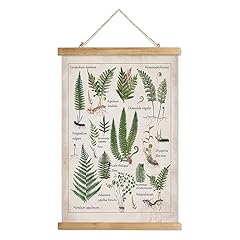 Xiaoaika botanical fern for sale  Delivered anywhere in USA 