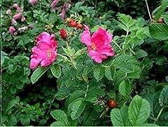 Rosa rugosa japanese for sale  Delivered anywhere in USA 