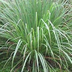 Citronella nr.50 semi usato  Spedito ovunque in Italia 