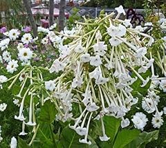 Nicotiana sylvestris lonely for sale  Delivered anywhere in UK