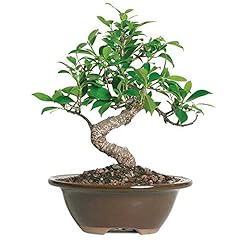 Brussel bonsai live for sale  Delivered anywhere in USA 