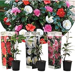 Plant box camellia gebraucht kaufen  Wird an jeden Ort in Deutschland