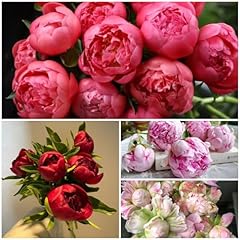 Bulbi peonie resistenti usato  Spedito ovunque in Italia 