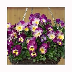 Hanging basket pansy for sale  Delivered anywhere in UK