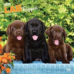 Labrador retriever puppies for sale  Delivered anywhere in USA 