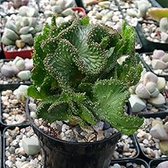 Planet desert euphorbia for sale  Delivered anywhere in USA 