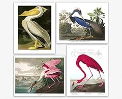 Birds vintage audubon for sale  Delivered anywhere in USA 