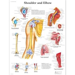 Scientific shoulder elbow for sale  Delivered anywhere in UK