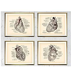 Bingjiacai cuore anatomico usato  Spedito ovunque in Italia 