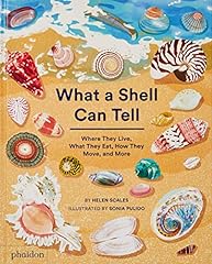 What shell can usato  Spedito ovunque in Italia 