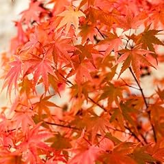 Yougarden japanese maple for sale  Delivered anywhere in UK