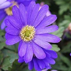Humphreys giardino anemone gebraucht kaufen  Wird an jeden Ort in Deutschland