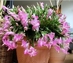 Schlumbergera truncata pinkflo for sale  Delivered anywhere in USA 