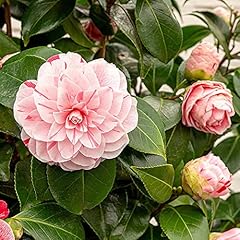 Camellia japonica bonomiana for sale  Delivered anywhere in UK