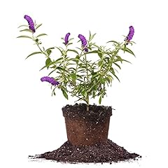 Perfect plants black for sale  Delivered anywhere in USA 