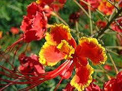 Caesalpinia pulcherrima pride gebraucht kaufen  Wird an jeden Ort in Deutschland