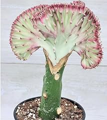Euphorbia lactea cristata for sale  Delivered anywhere in USA 