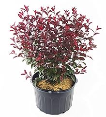 Prunus cistena shrub for sale  Delivered anywhere in USA 