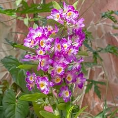 100 semi orchidea usato  Spedito ovunque in Italia 
