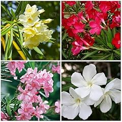 Graines fleurs laurier d'occasion  Livré partout en France