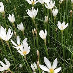 Zephyranthes zwiebeln winterli gebraucht kaufen  Wird an jeden Ort in Deutschland