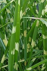Zebra grass 4 for sale  Delivered anywhere in USA 