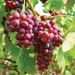 Red grape vine for sale  Delivered anywhere in USA 