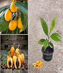 Loquat tree live for sale  Delivered anywhere in USA 