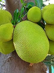 Premium jackfruit plant for sale  Delivered anywhere in USA 