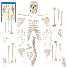 Houseables disarticulated huma for sale  Delivered anywhere in USA 