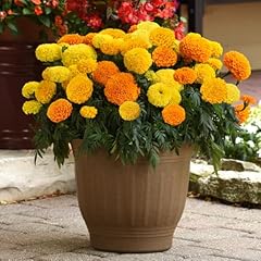 African marigold marvel for sale  Delivered anywhere in UK
