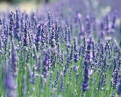 Clovers garden french for sale  Delivered anywhere in USA 