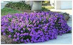 Moss verbena groundcover for sale  Delivered anywhere in USA 