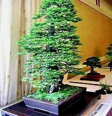 California coast redwood for sale  Delivered anywhere in USA 