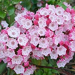 Mountain laurel seeds for sale  Delivered anywhere in USA 