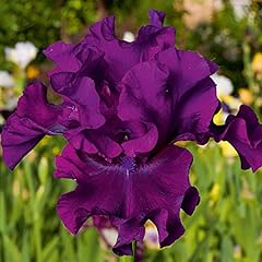 Iris blooming cantina for sale  Delivered anywhere in UK