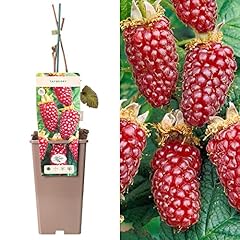 Tayberry buckingham rubus for sale  Delivered anywhere in UK