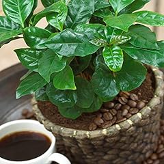 Coffea arabica coffee for sale  Delivered anywhere in UK