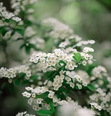 Cotoneaster multiflorus shrub for sale  Delivered anywhere in USA 