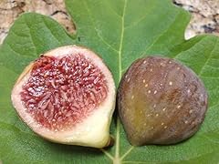 Bursa siyahi fig for sale  Delivered anywhere in USA 