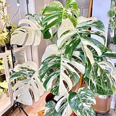Monstera live plant for sale  Delivered anywhere in USA 