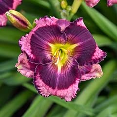 Storm shelter daylily for sale  Delivered anywhere in USA 