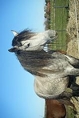 Bashkir curly horse for sale  Delivered anywhere in USA 