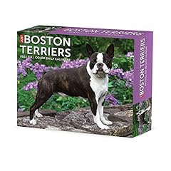 Boston terriers 2023 for sale  Delivered anywhere in UK