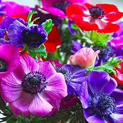 Bulbi anemone caen usato  Spedito ovunque in Italia 