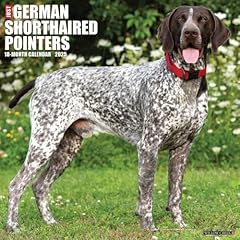 German shorthaired pointers for sale  Delivered anywhere in UK