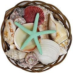 Beautiful mixed shell for sale  Delivered anywhere in USA 