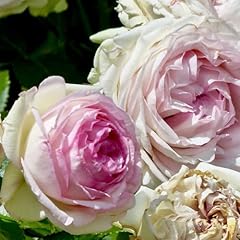 Lot roses roses d'occasion  Livré partout en Belgiqu